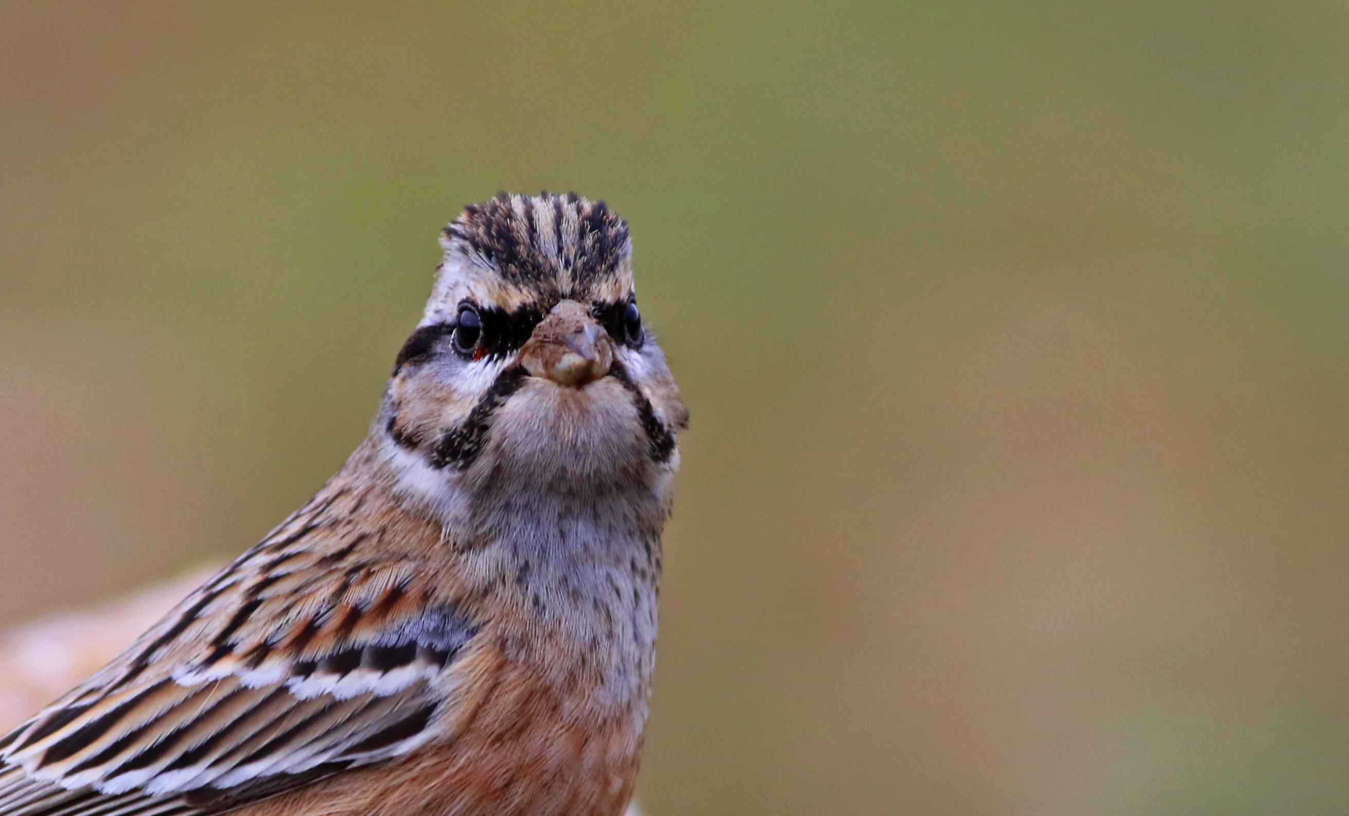 Rock Bunting